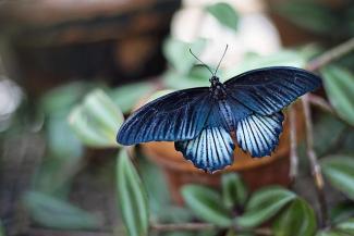 Blue butterfly standing over plant 